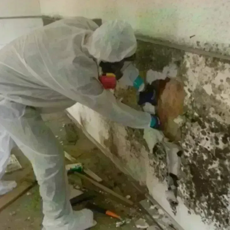 Mold Remediation and Removal in Saint Gabriel, LA